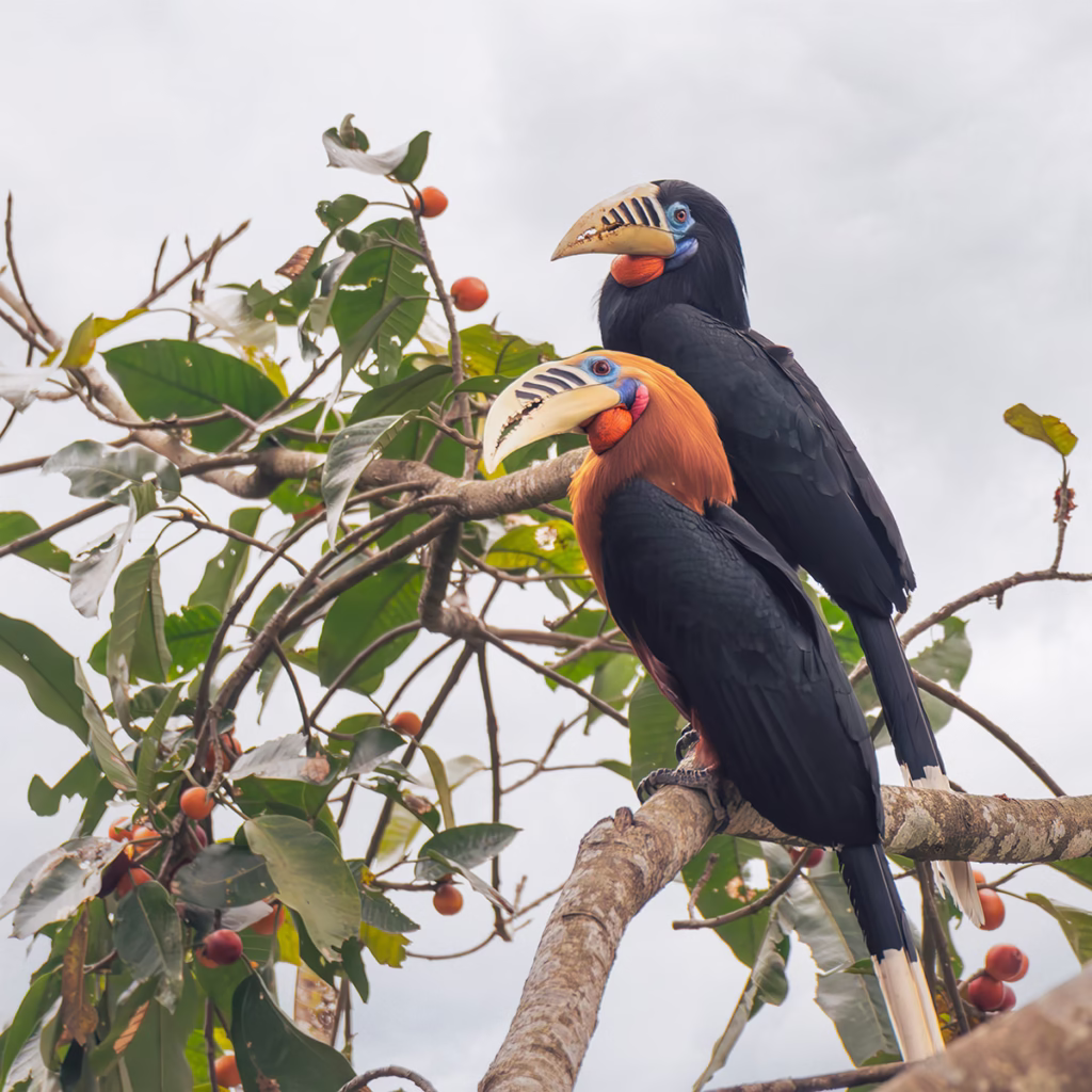 Male and Female Rufous-necked Hornbill pair courtship in North Bengal (Latpanchar), India. Copyright: Anirban Saha.