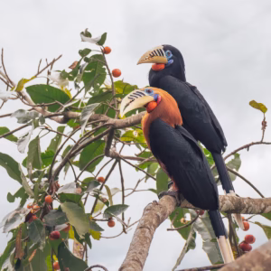 Male and Female Rufous-necked Hornbill pair courtship in North Bengal (Latpanchar), India. Copyright: Anirban Saha.