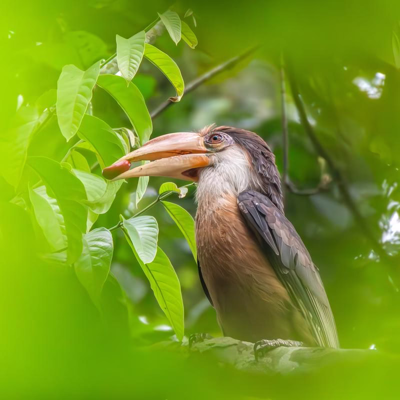 A detailed close-up of a female Austen's Brown Hornbill with a large pale yellowish bill featuring a reddish tip and a fruit
