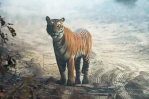 A magnificent female Bengal tiger, Barhai, stands on a misty sandy road in Pilibhit Tiger Reserve, looking intently at the ca