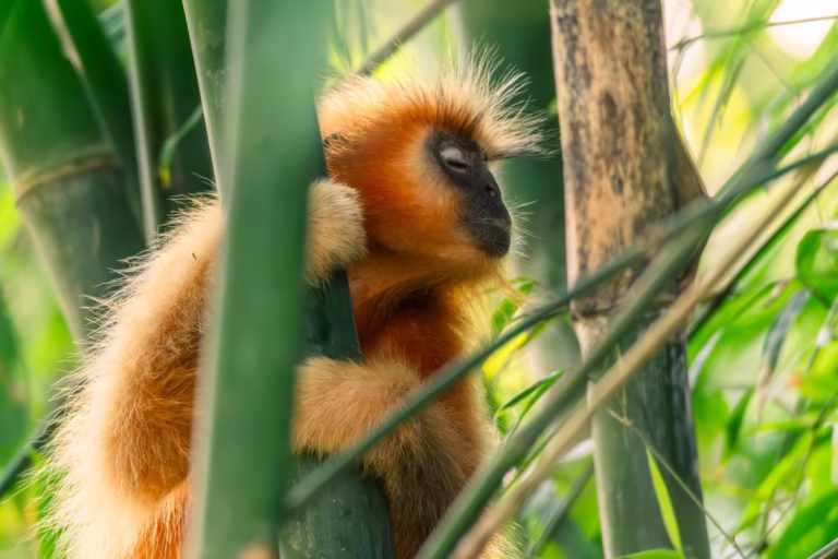 Discovering the Magnificent Golden Langur in Kakoijana Reserve Forest!