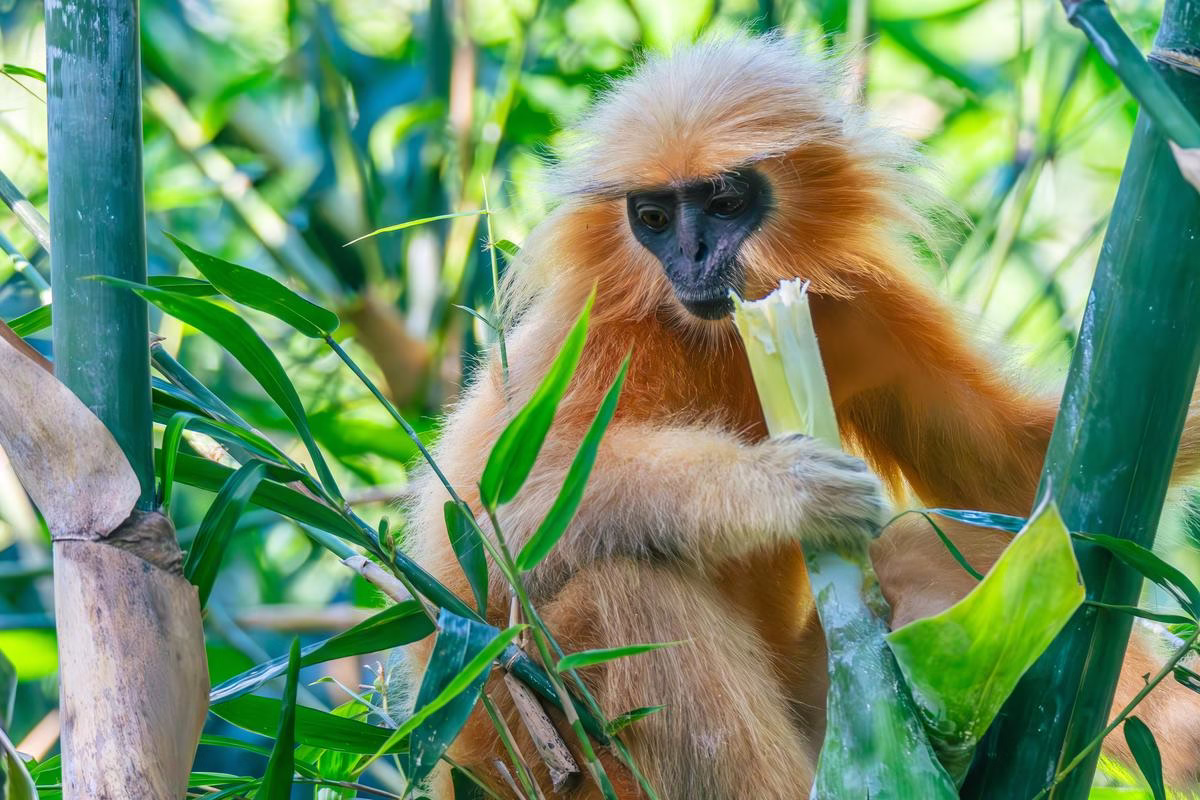 Golden Langur actively feeding on a bamboo shoot in Kakoijana Reserve Forest, Assam.