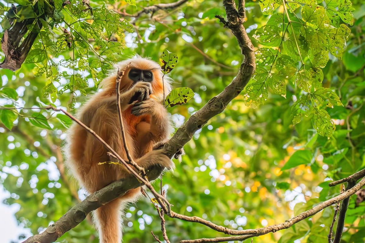 Golden Langur perched on a gnarled tree branch eating a leaf in Kakoijana Reserve Forest, Assam.