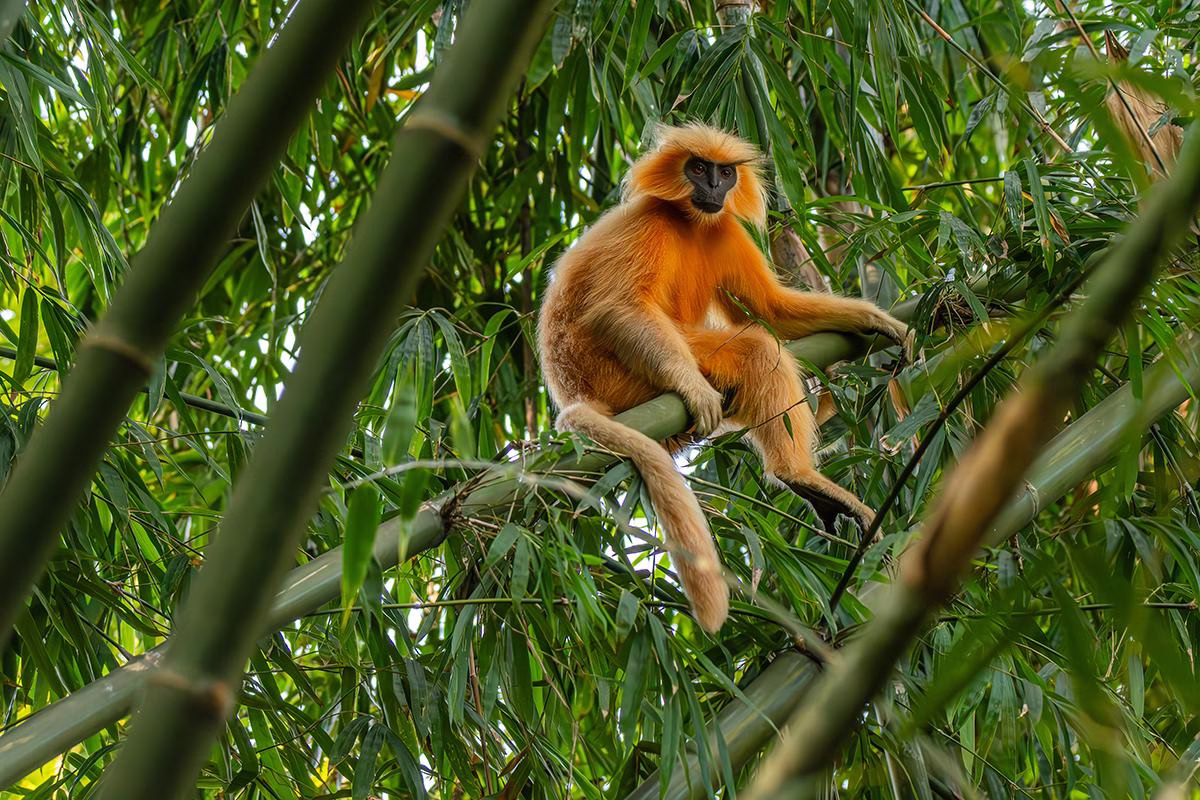 Golden Langur perched on a bamboo stalk in Kakoijana Reserve Forest, Assam.