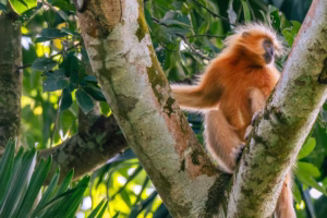 A magnificent Golden Langur (Trachypithecus geei) with golden-orange fur perches on a mossy tree branch, looking to the side