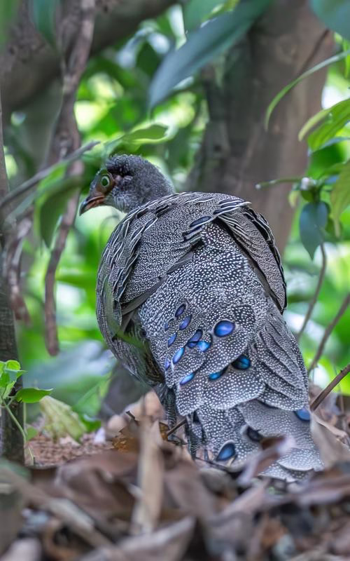Grey Peacock-Pheasant partially hidden by foliage in Dehing Patkai National Park
