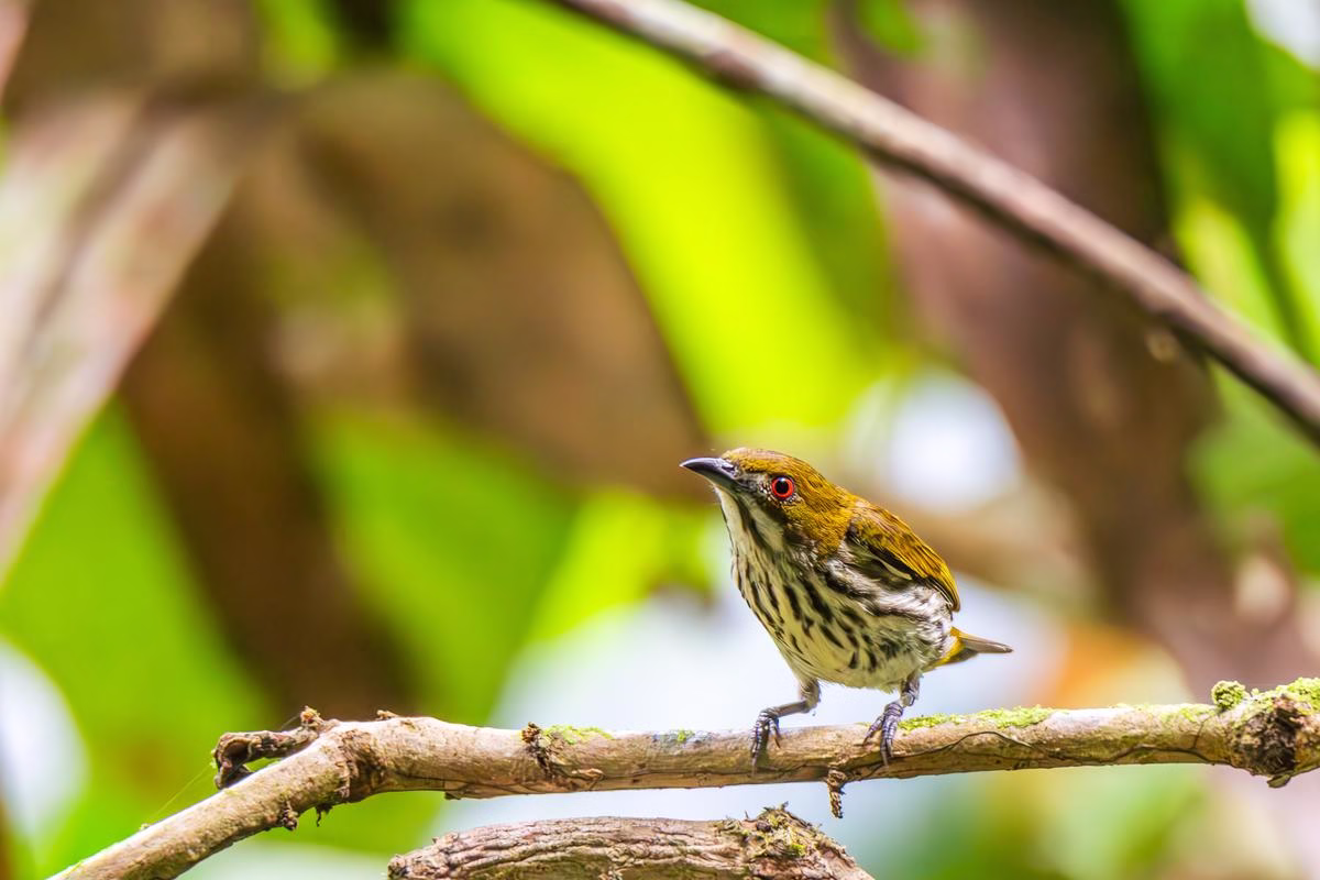 Yellow-vented Flowerpecker perched on a mossy branch in Dehing Patkai National Park