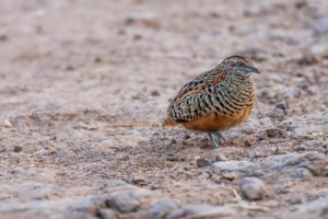 A female Barred Buttonquail, with intricate brown, black, and buff barred plumage, stands on dry, light brown, pebbly ground