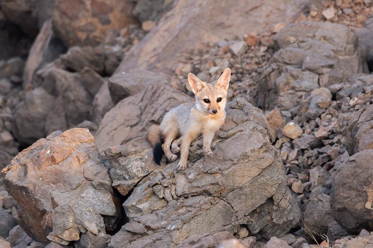 Bengal Fox cub peeking over rocks