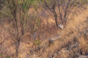 A curious Bengal Fox kit with prominent ears and a pointed snout peeks over a dry, grassy hill, looking directly at the viewe