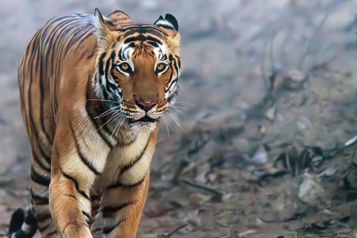 A powerful Bengal tiger with orange and black stripes walks intently forward on a dusty path, its yellow eyes gazing ahead in