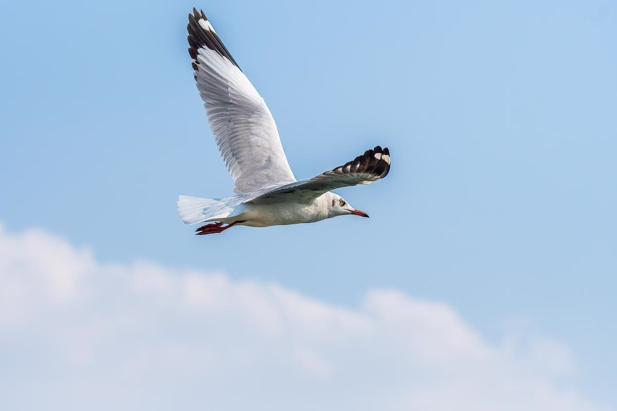 Brown-headed Gull captured mid-flight