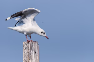 A Brown-headed Gull, mostly white with grey wings and a dark smudge behind its eye, perches on a weathered wooden post agains