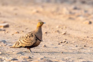 A female Chestnut-bellied Sandgrouse, a ground-dwelling bird with sandy-brown, barred plumage and a yellowish head, stands on