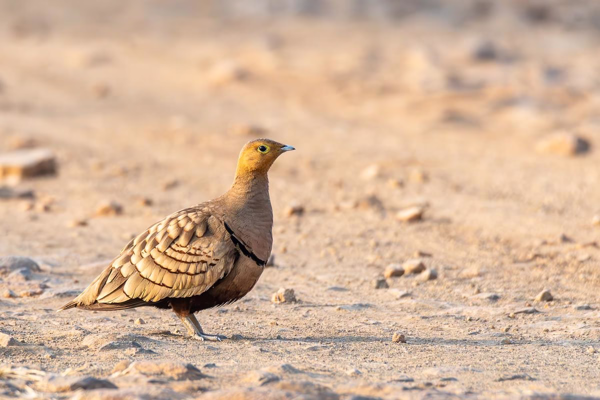 Solitary female Chestnut-bellied Sandgrouse on sandy ground