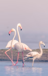 Three flamingos, two adults with pale pink plumage and one smaller, duller juvenile, wade in shallow blue water under a hazy