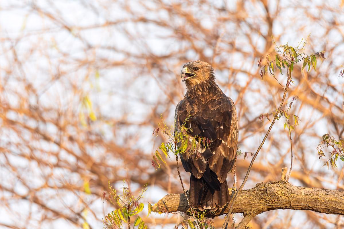 Great Spotted Eagle perching on a thick tree branch