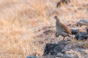A Grey Francolin, a ground bird with intricate grey and brown barred plumage, stands on a dark rock in a dry, grassy field.