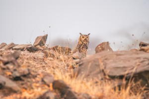An Indian Eagle-Owl with distinctive ear tufts and bright orange eyes is perfectly camouflaged among brown rocks and dry gras