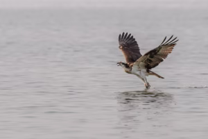 A magnificent Osprey in full flight, its wings outstretched and talons brushing the water surface, creating splashes. The bir