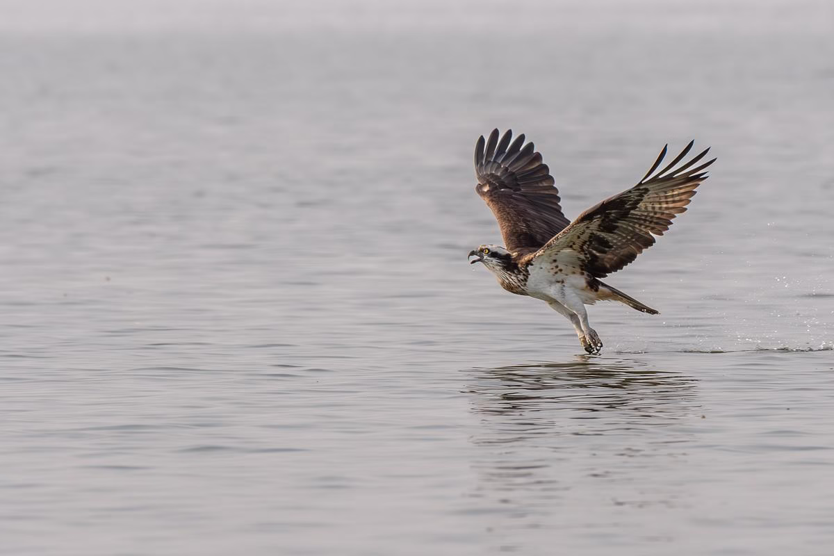 Osprey taking off from water with a splash