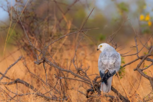 A pale grey male Pallid Harrier with bright yellow eyes perches on a thorny branch, looking over its shoulder in a sun-drench