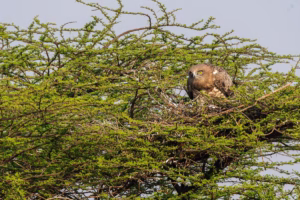 A majestic Short-toed Snake Eagle with piercing yellow eyes, camouflaged within the vibrant green, thorny branches of a tree