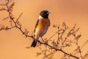 A male Siberian Stonechat, with a striking black head, prominent white neck collar, and bright orange-rufous breast, perched