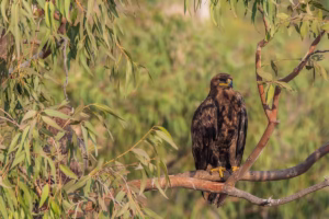 A majestic dark brown Steppe Eagle with bright yellow cere and talons perches prominently on a tree branch, looking intently