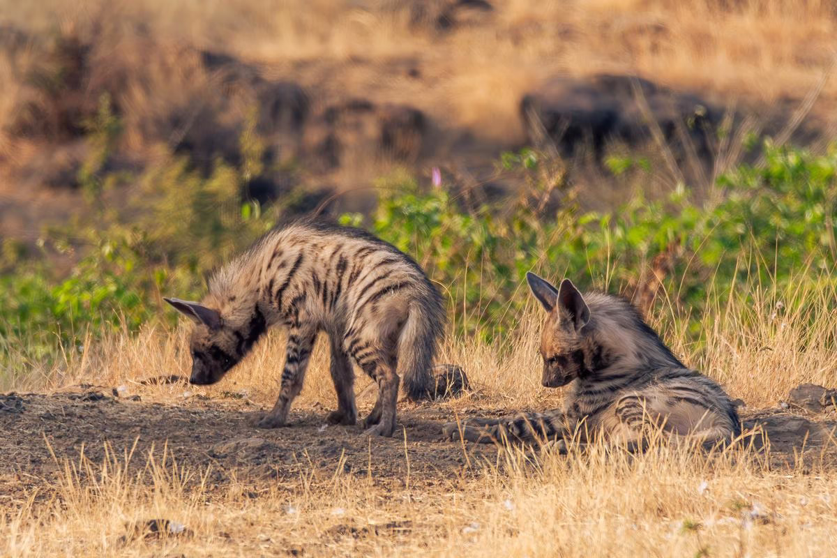 Two young Striped Hyena pups resting