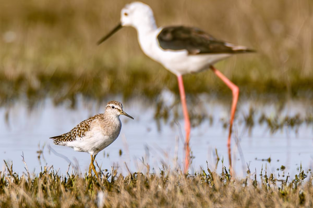 Wood Sandpiper stands on a grassy bank