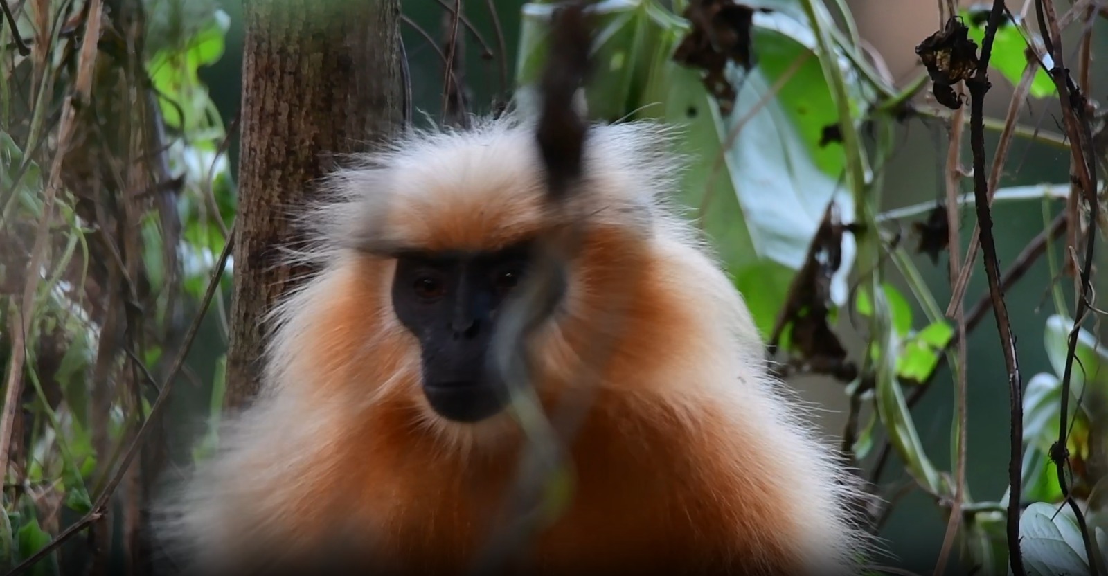 Golden Langur