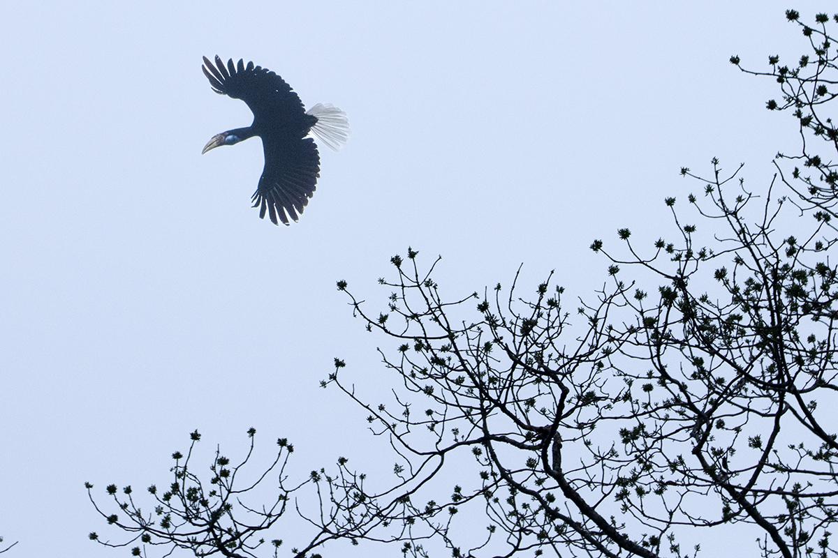 A male Wreathed Hornbill soaring above silhouetted trees at Pakke Tiger Reserve.