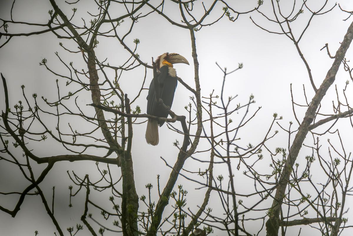 A male Wreathed Hornbill perched on a bare branch against an overcast sky at Pakke Tiger Reserve.