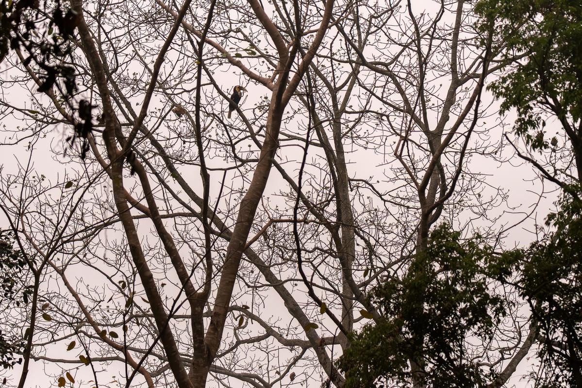 A male Wreathed Hornbill perched high on a bare branch against an overcast sky at Pakke Tiger Reserve.