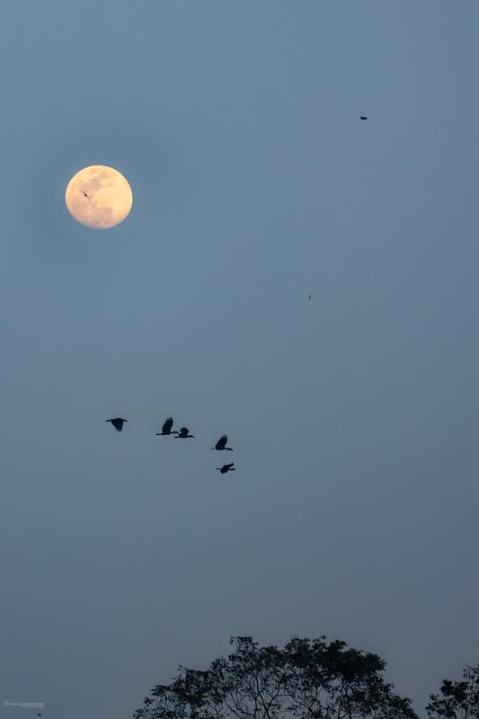 A flock of Wreathed Hornbills silhouetted against a twilight sky with a full moon at Pakke Tiger Reserve.