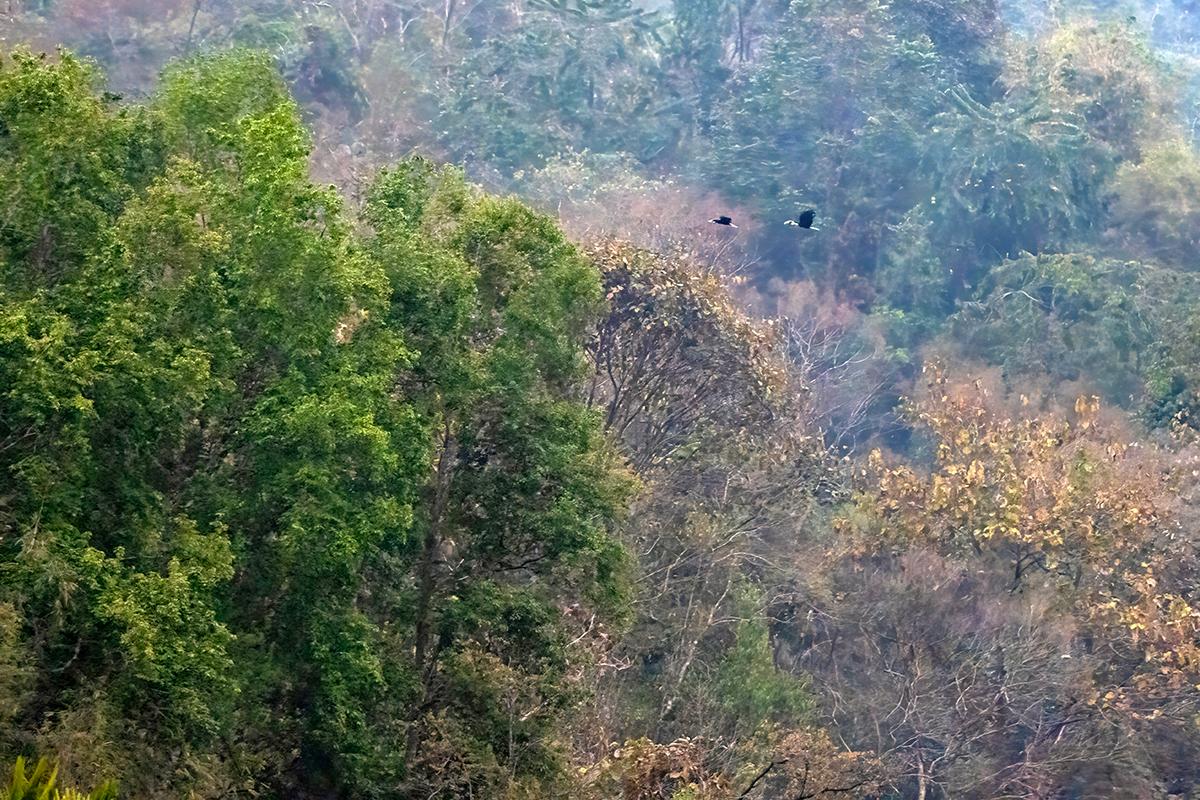Two Wreathed Hornbills in flight above a misty forest canopy at Pakke Tiger Reserve.