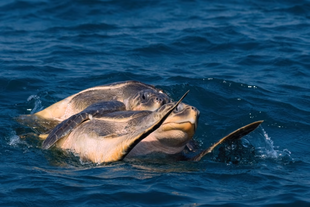 Close-up of two Olive Ridley sea turtles mating in the deep blue ocean. The top turtle is mounted on the bottom one, with both of their heads and parts of their shells visible above the water's surface amidst ripples.