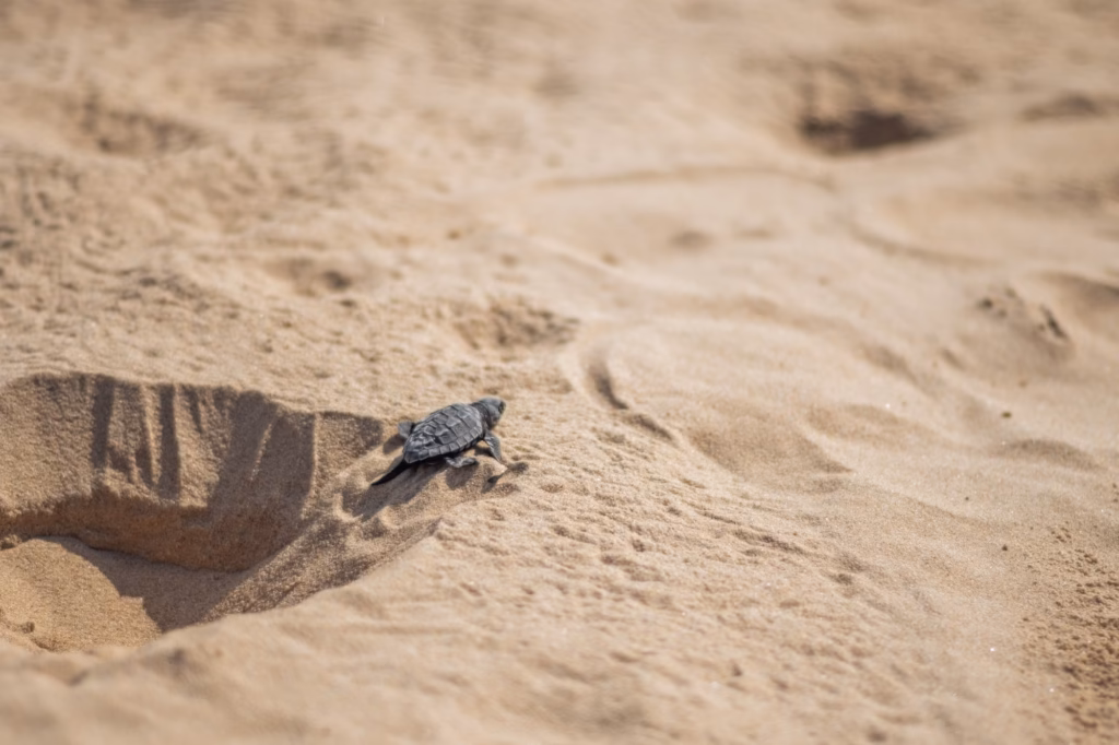A small, dark grey Olive Ridley turtle hatchling crawls across a vast, light brown sandy beach, leaving tiny tracks in the textured sand.