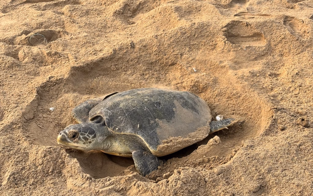 An Olive Ridley Turtle, a sea turtle with a mottled grey-green shell, is on a sandy beach, partially buried in a nest depression it is either digging or covering. Its head is visible to the left.