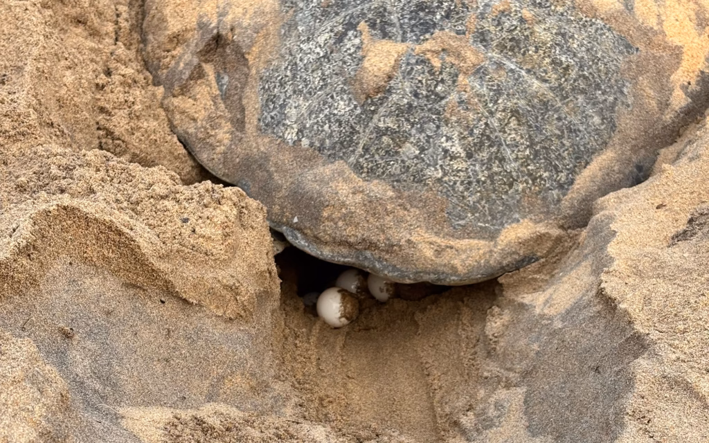 A close-up view of a olive ridley turtle's dark shell with several white eggs visible beneath it, nestled in a sandy nest on a beach.