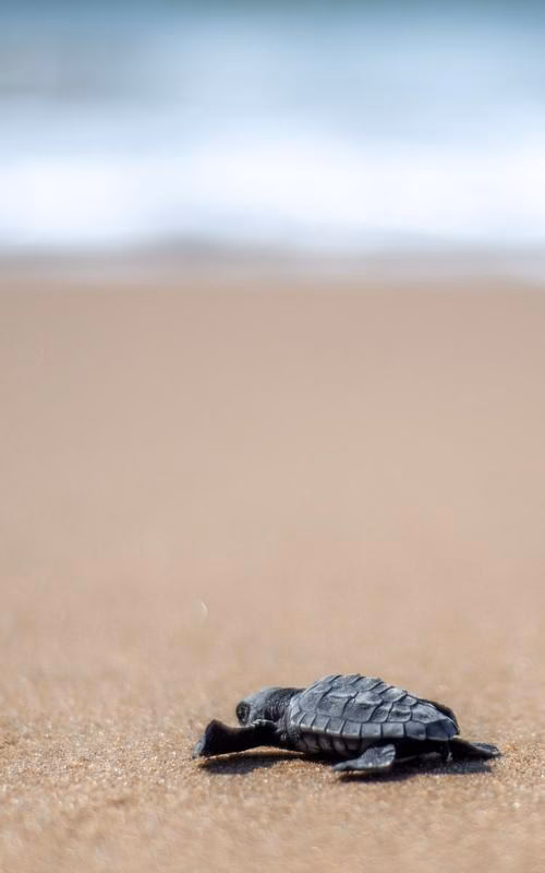 A tiny, dark-colored Olive Ridley Sea Turtle Hatchling crawling across sandy beach towards the distant ocean at Rushikulya.