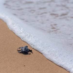 A small, dark grey Olive Ridley sea turtle hatchling on sandy beach, facing towards the white foam of an incoming ocean wave,