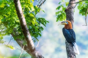 A male Rufous-necked Hornbill with a rufous head, dark blue body, and prominent striped bill, perched on a tree branch amidst
