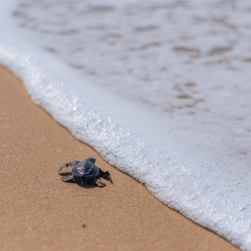 Olive Ridley Sea Turtle (hatchling) at Rushikulya, Odisha Olive Ridley Sea Turtle hatchling at the water's edge on Rushikulya beach