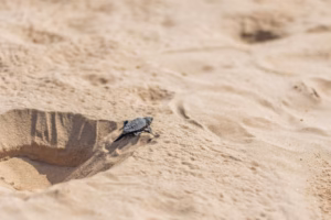 A tiny, dark grey Olive Ridley sea turtle hatchling with a distinct roundish carapace and small flippers crawls determinedly