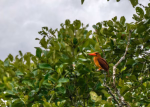 A Ruddy Kingfisher with a bright red bill and rufous body perches on a branch surrounded by green leaves under a cloudy sky.