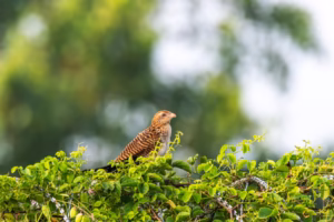 A female Asian Koel with brown and white barred plumage perches on a vibrant green leafy bush against a blurred green and white background.