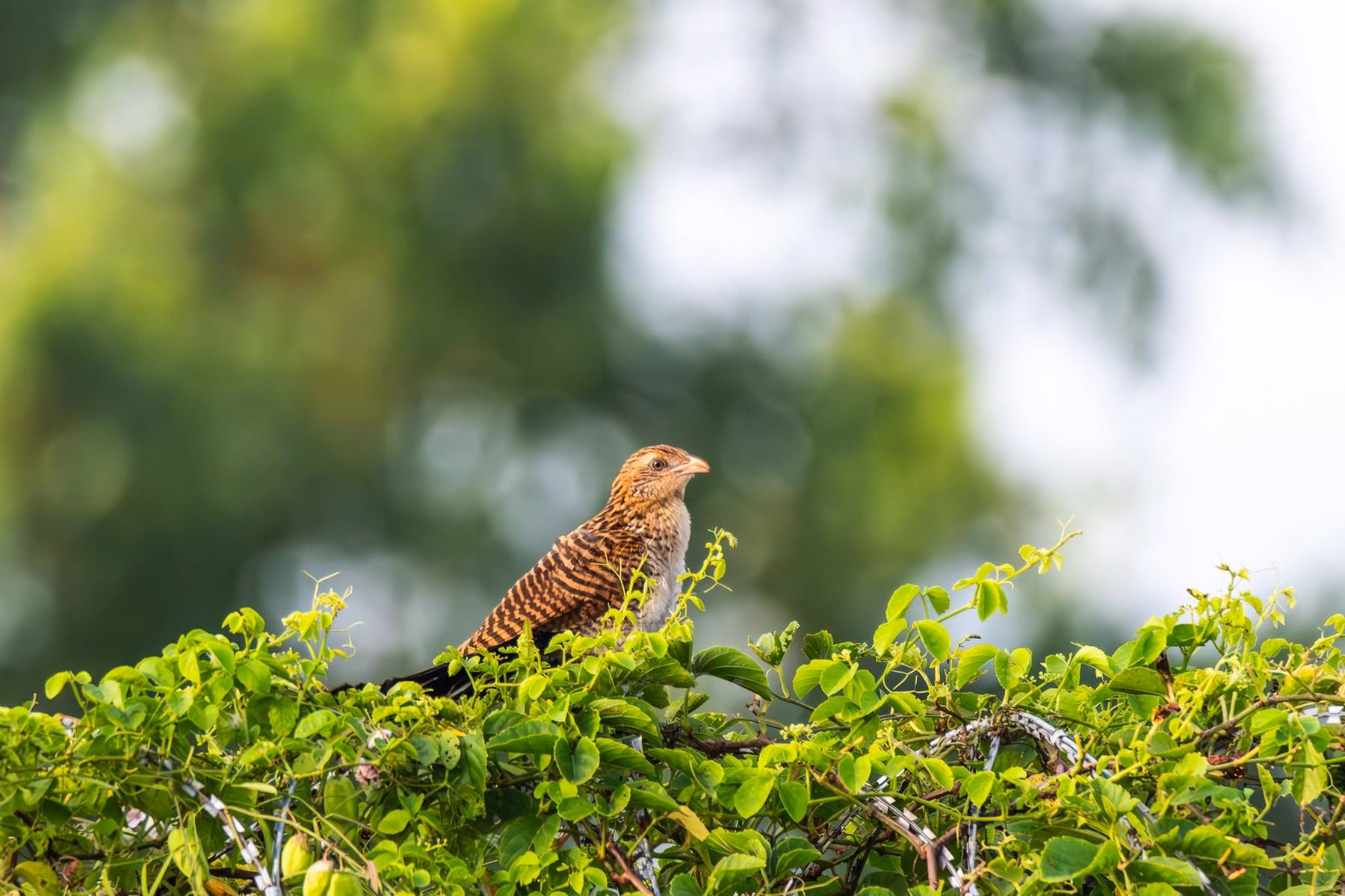 A female Asian Koel with brown and white barred plumage perches on a vibrant green leafy bush against a blurred green and white background.
