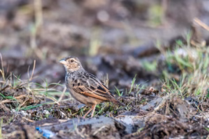 A Bengal Bushlark, a small streaky brown bird, stands on muddy ground amidst sparse green grass, looking left.
